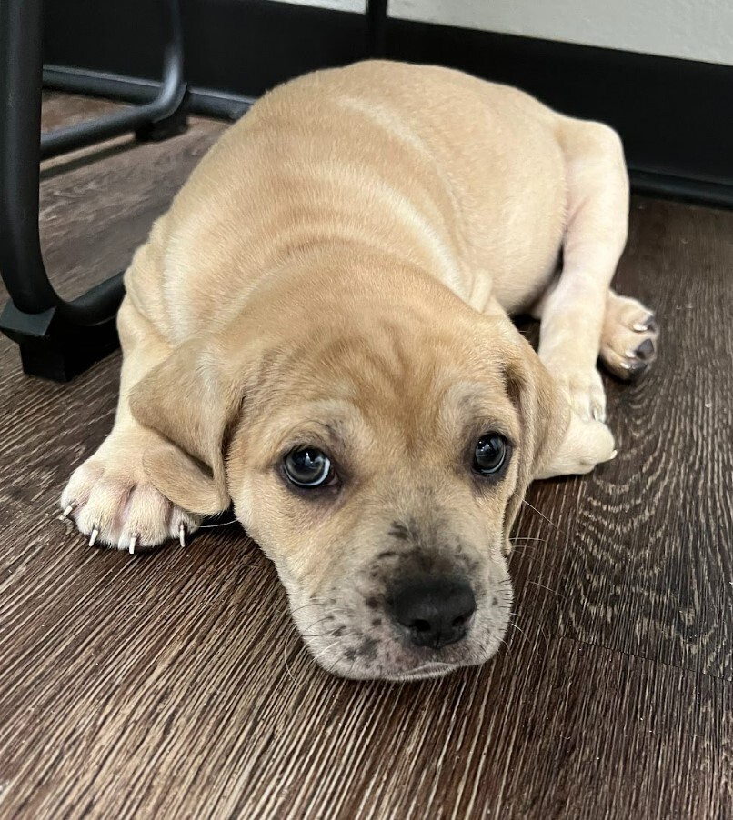 Duke, a Adopted mixed breed in Cedar Hill, TX image 1/10