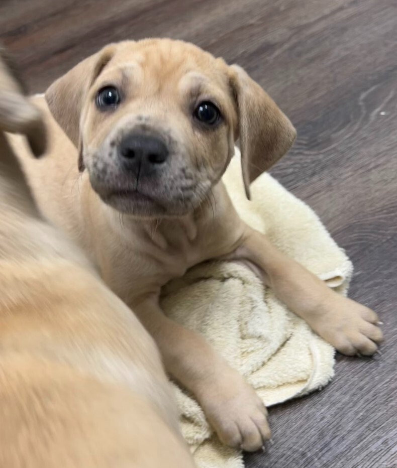 Duke, a Adopted mixed breed in Cedar Hill, TX image 3/10