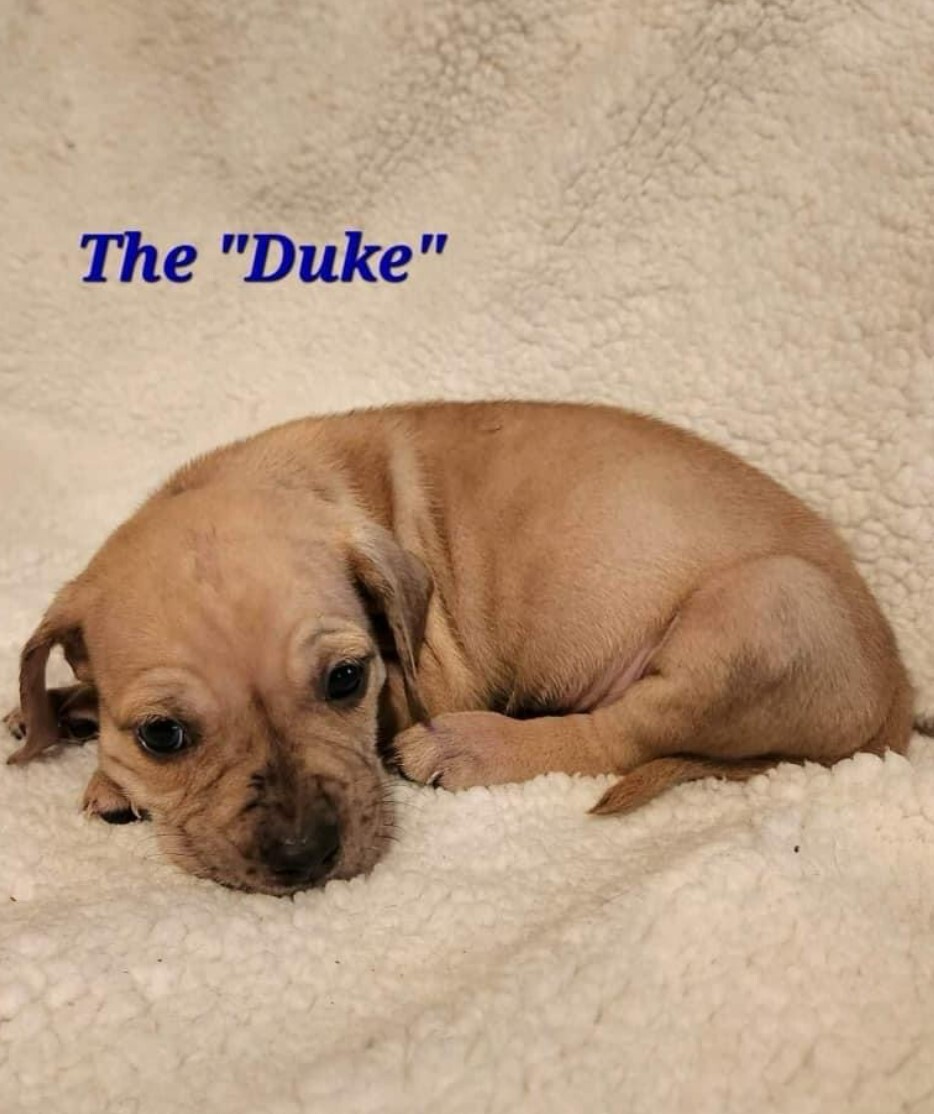 Duke, a Adopted mixed breed in Cedar Hill, TX image 5/10