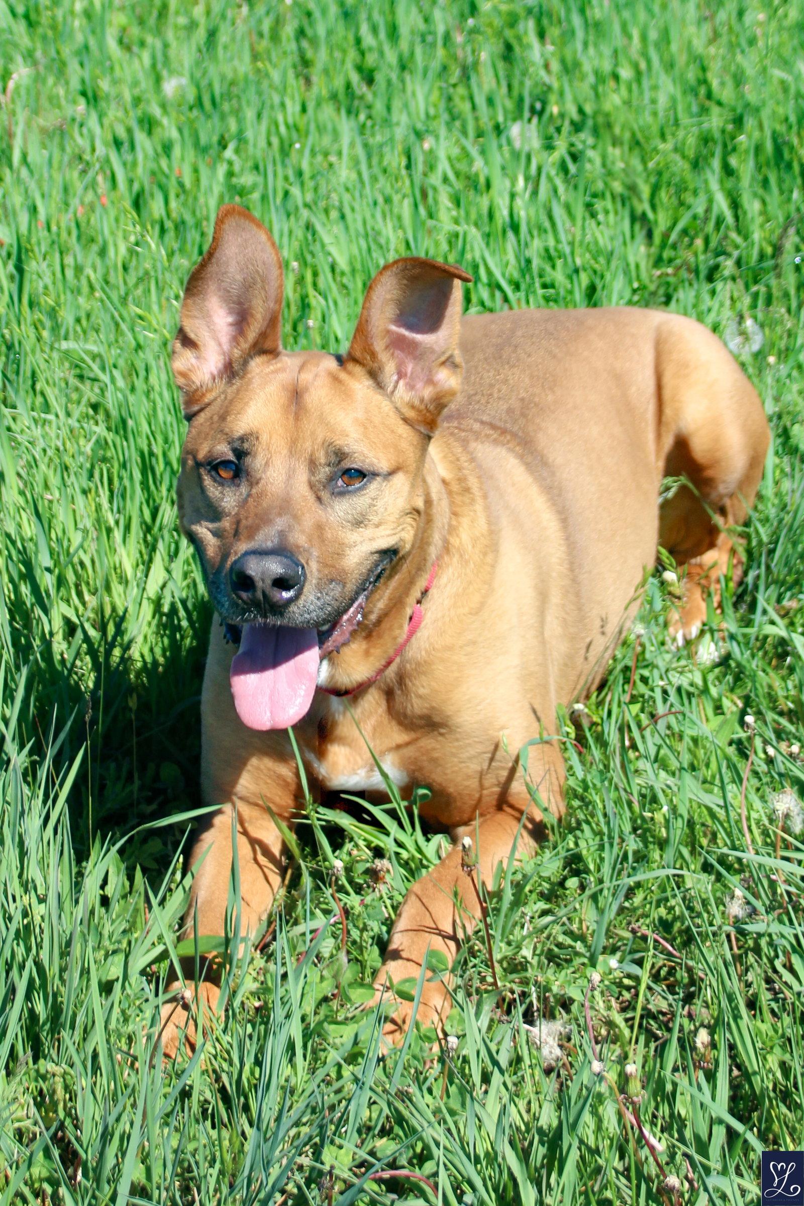 Scooby, Adoptable, Adult Male Pit Bull Terrier & German Shepherd Dog.
