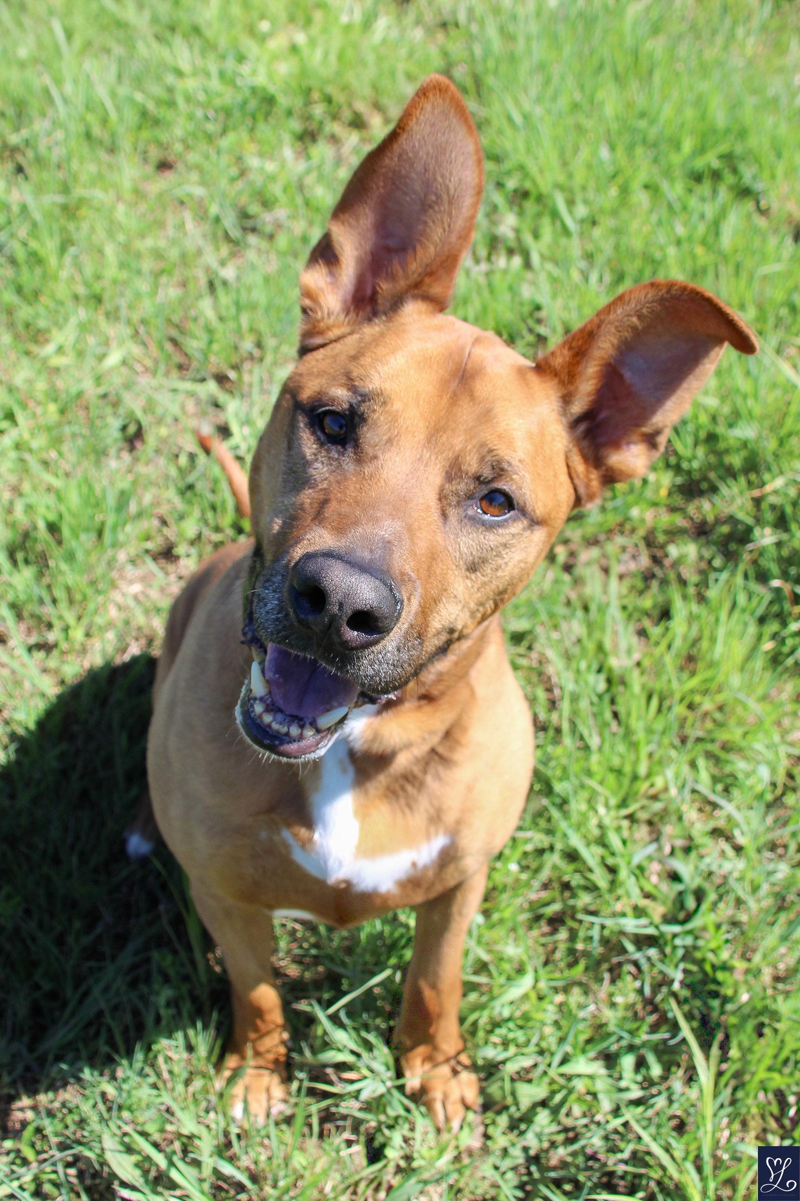 Scooby, a Adoptable mixed breed in Lockport, NY image 2/3