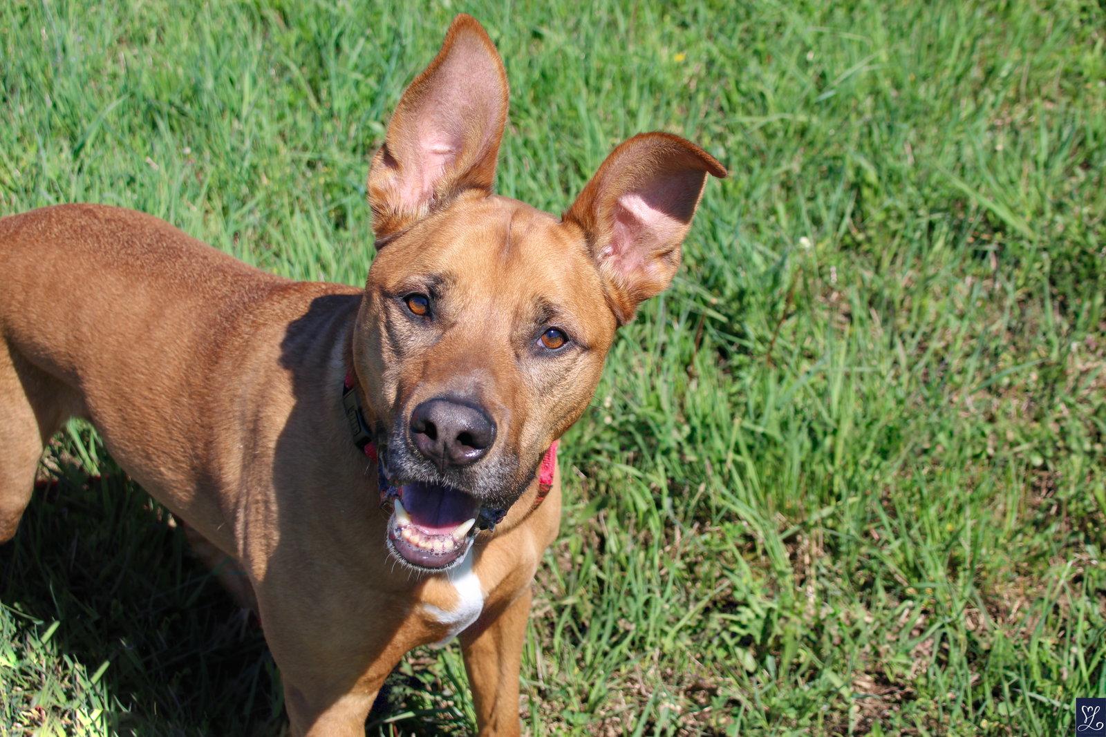 Scooby, a Adoptable mixed breed in Lockport, NY image 3/3