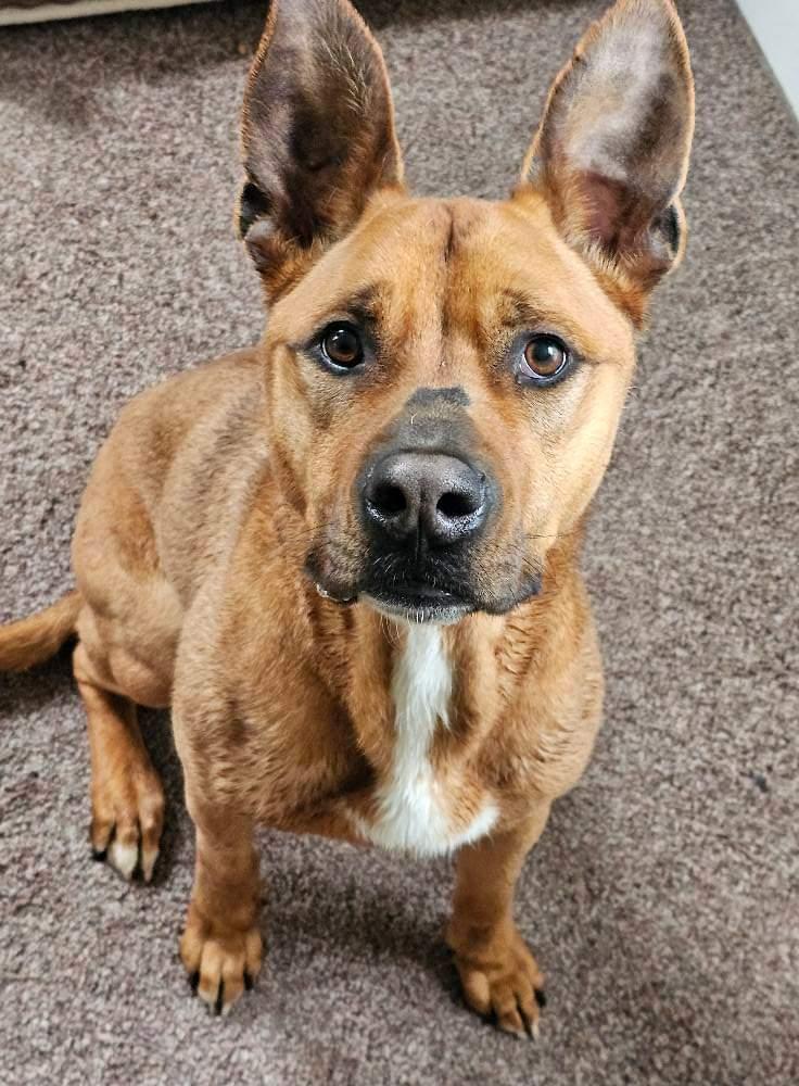 Scooby, a Adoptable German Shepherd Dog image 2/3