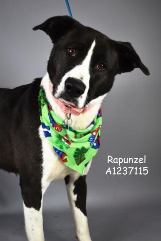 Rapunzel -- LONGTIME RESIDENT!, adoptable, Adult Female Labrador Retriever.