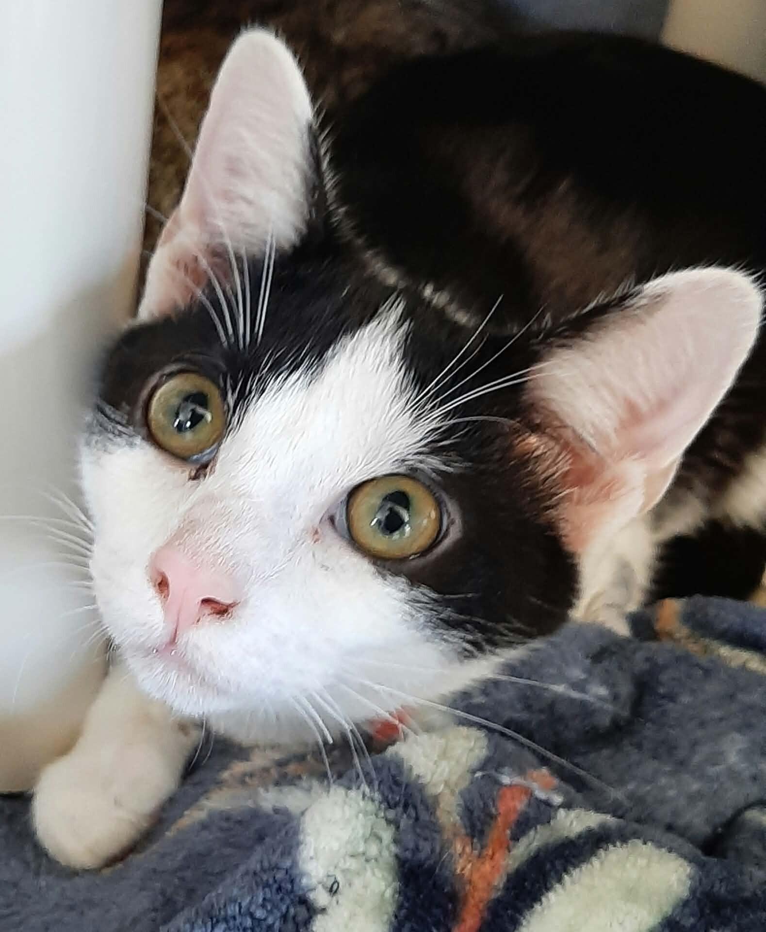 Maitland, Adoptable, Young Female Domestic Short Hair.