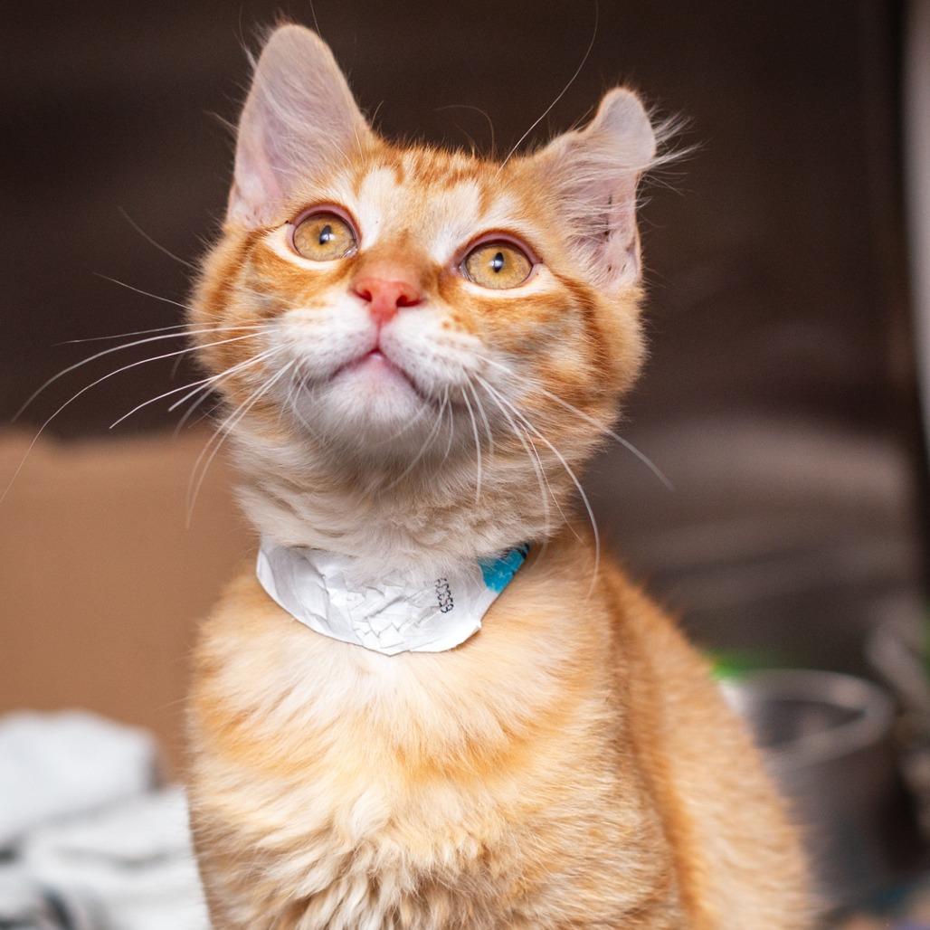 Julius, Adoptable, Kitten Male Domestic Medium Hair & Domestic Short Hair.