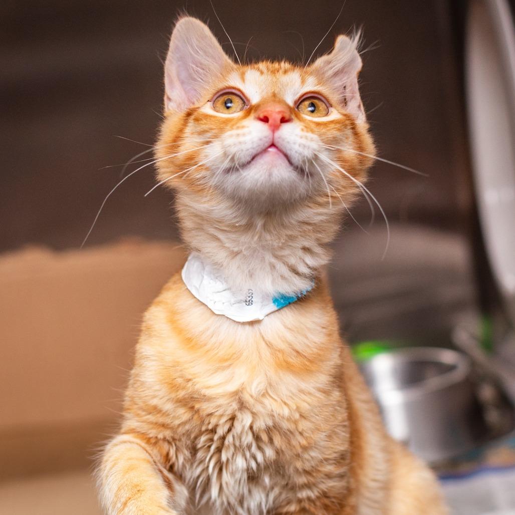 Enlarge Julius, a Adoptable mixed breed in Hattiesburg, MS image 2/3