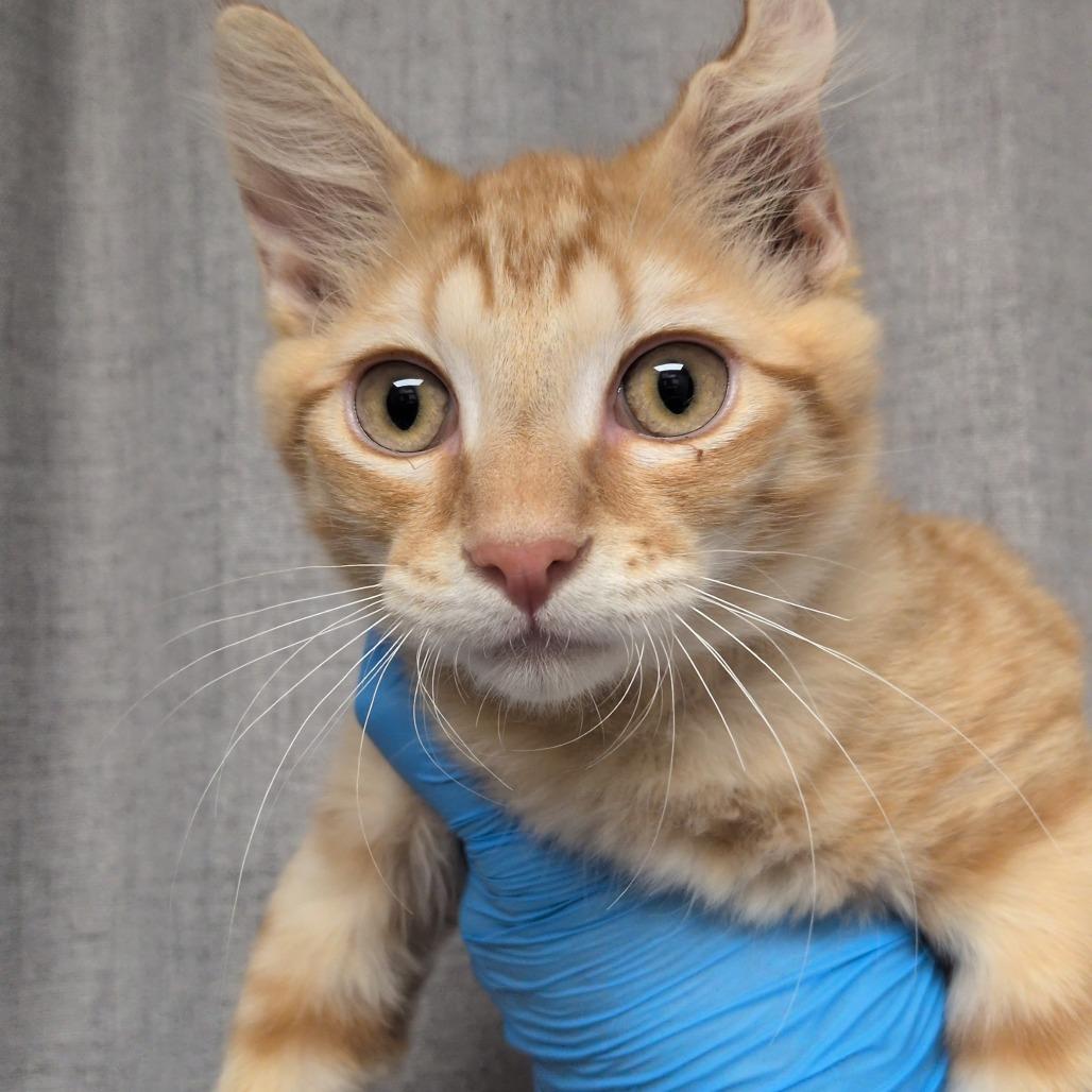 Enlarge Julius, a Adoptable mixed breed in Hattiesburg, MS image 3/3