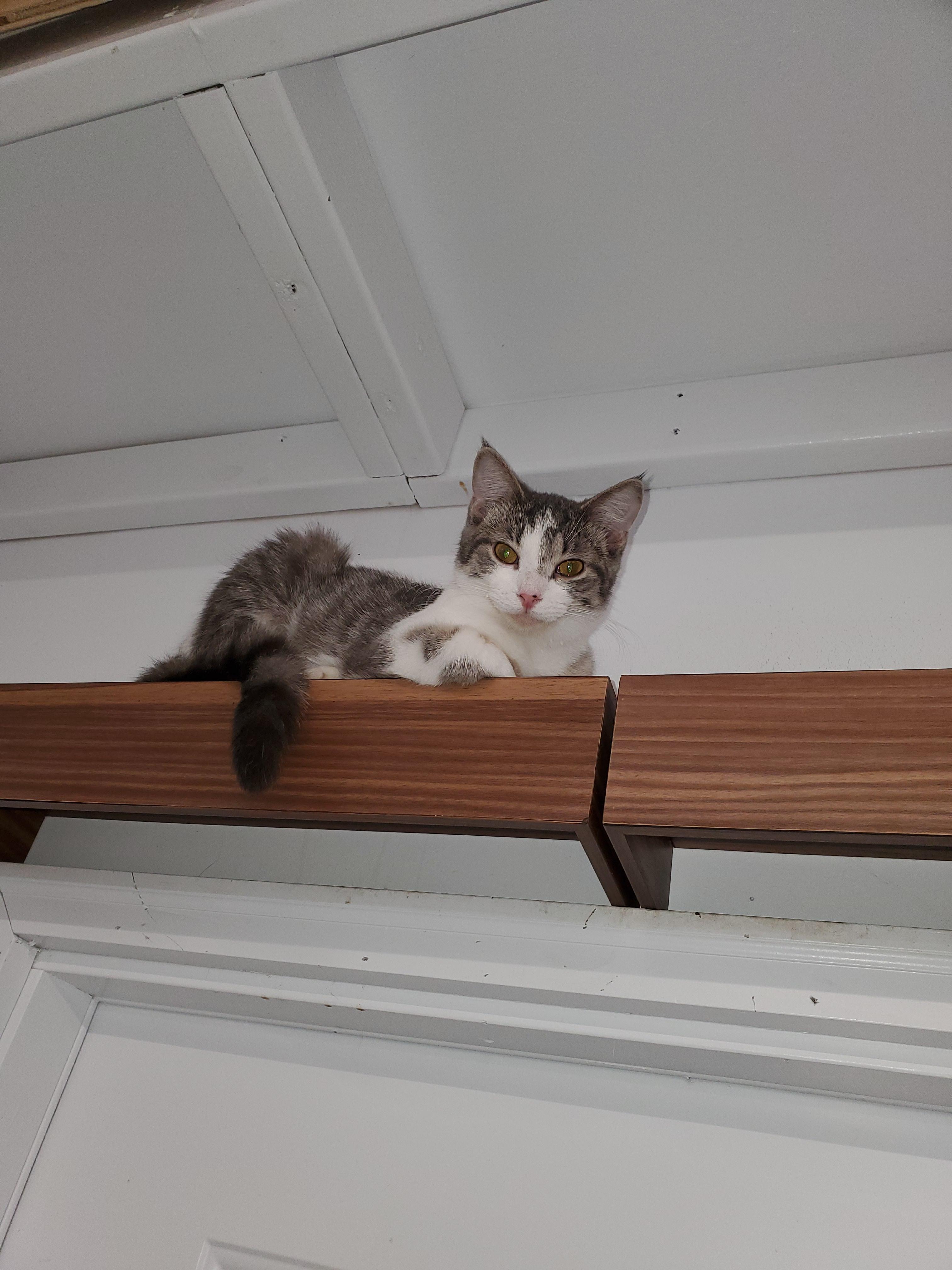 Heart, Adoptable, Young Female Domestic Short Hair.