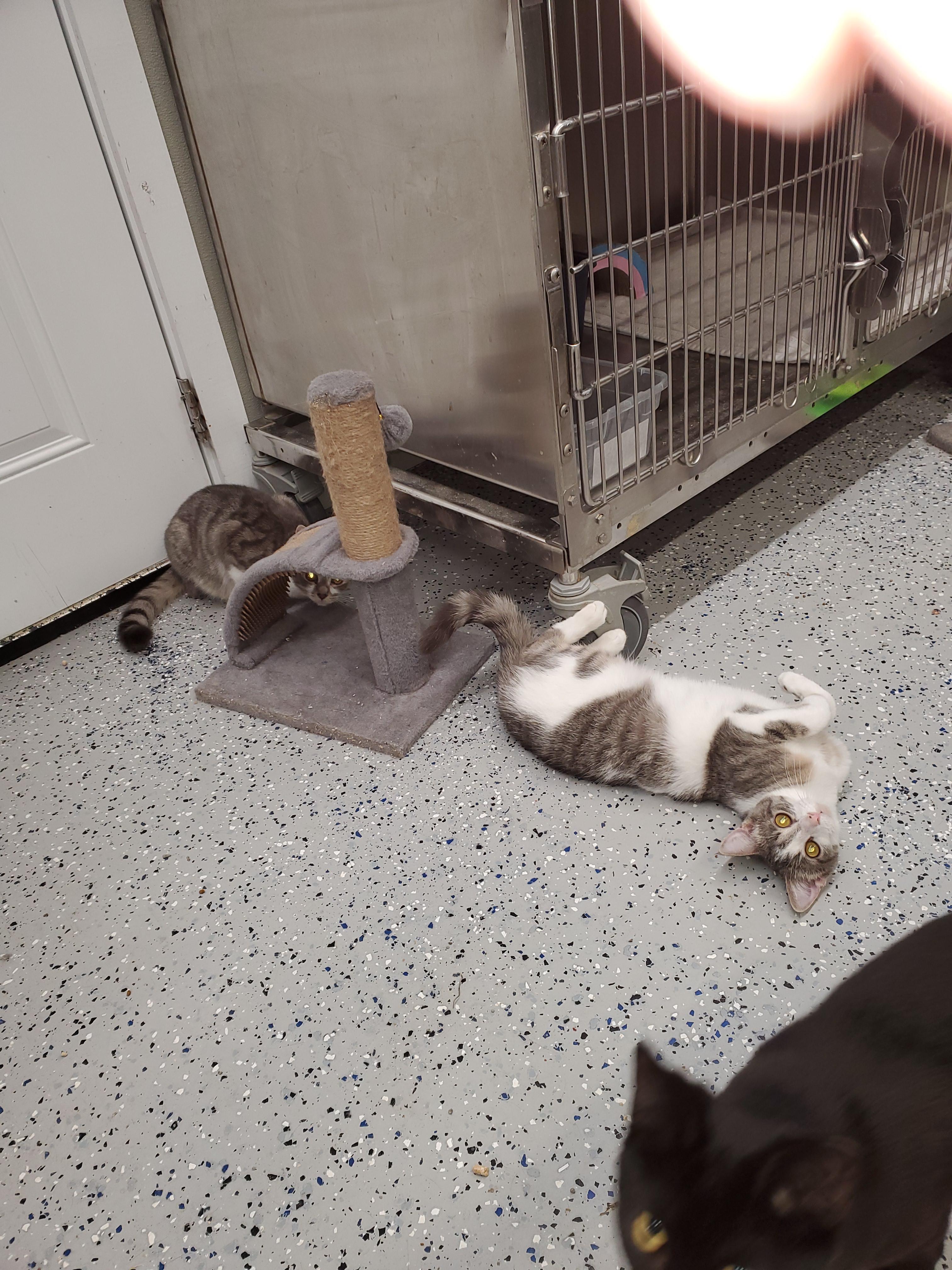 Enlarge Heart, a Adoptable mixed breed in Brighton, MI image 2/5