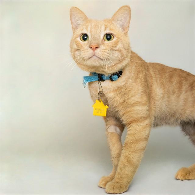 Enlarge CANAAN, a Adoptable Domestic Short Hair in St. Louis, MO image 1/1