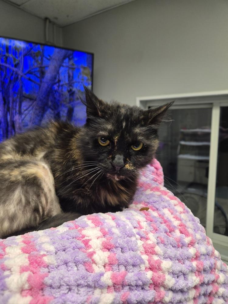 Harriet, Adoptable, Adult Female Domestic Medium Hair.