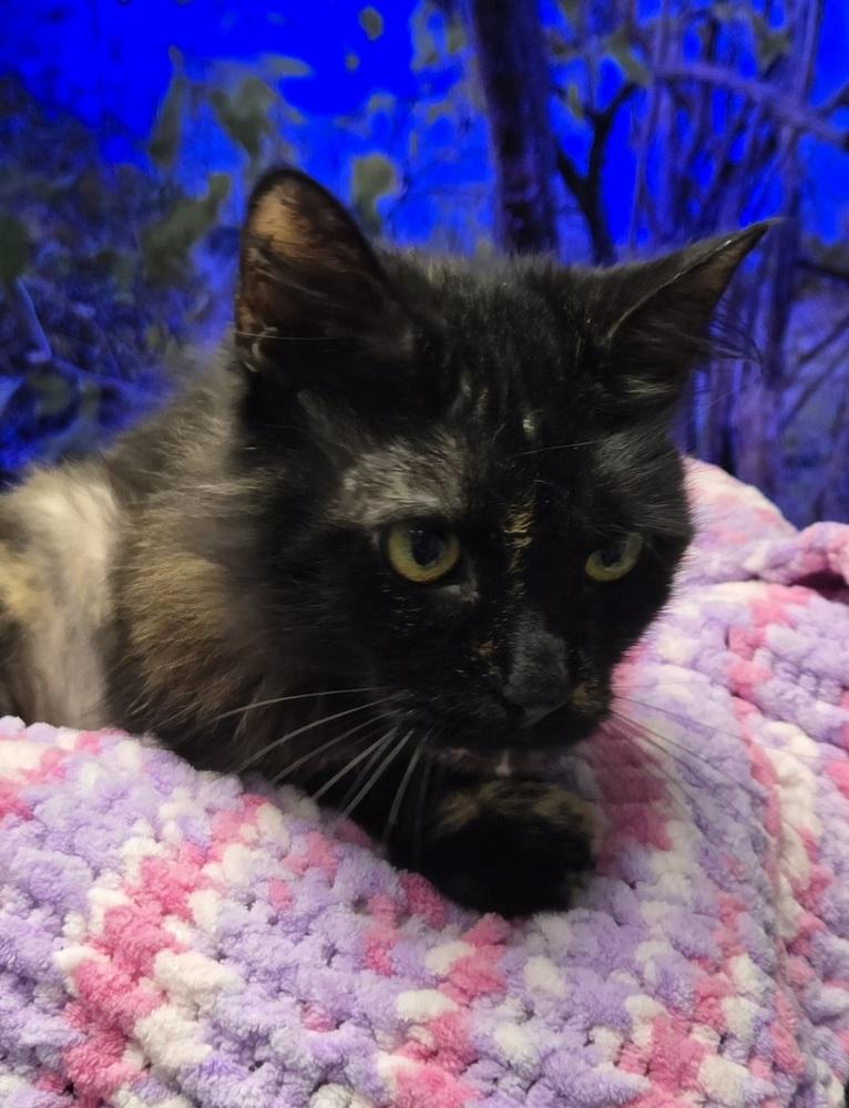 Enlarge Harriet, a Adoptable Domestic Medium Hair in Dayton, OH image 2/6