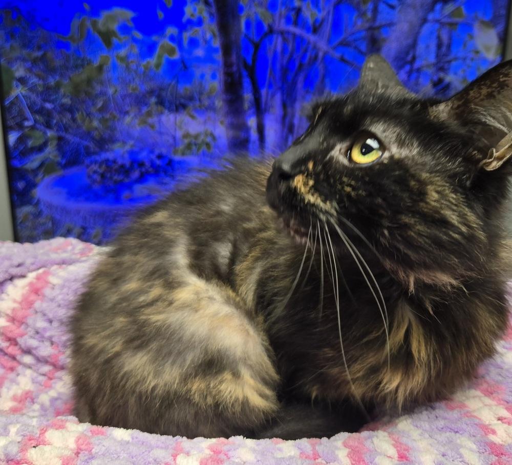 Enlarge Harriet, a Adoptable Domestic Medium Hair in Dayton, OH image 3/6
