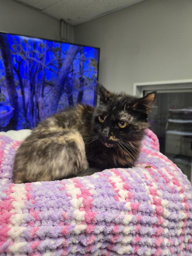 Enlarge Harriet, a Adoptable Domestic Medium Hair in Dayton, OH image 4/6