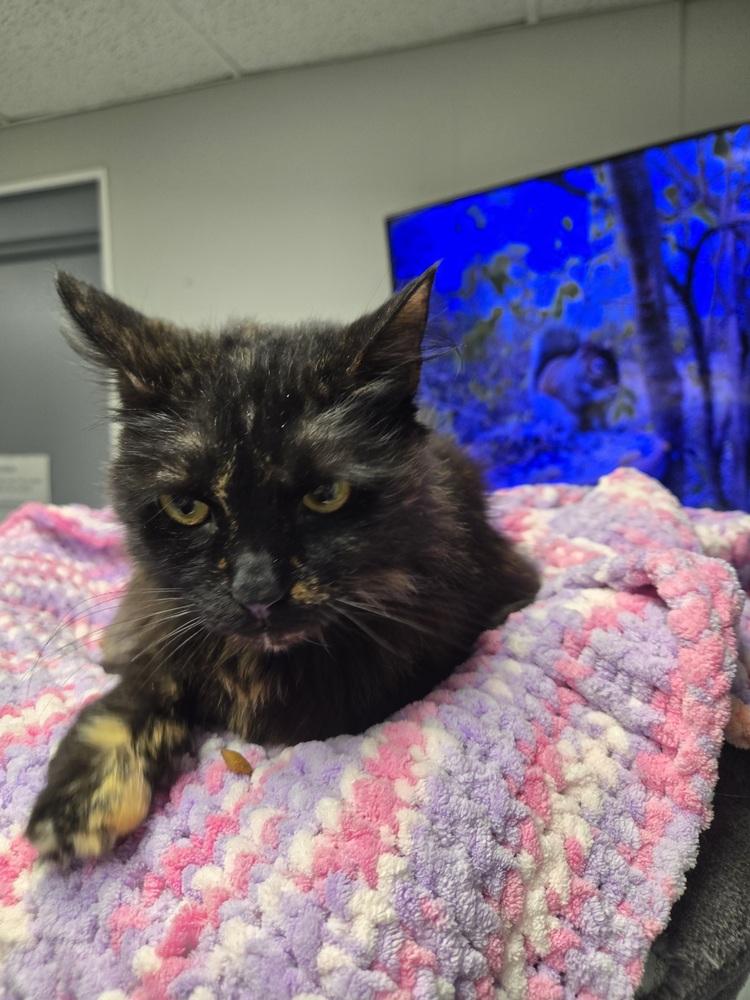 Enlarge Harriet, a Adoptable Domestic Medium Hair in Dayton, OH image 5/6