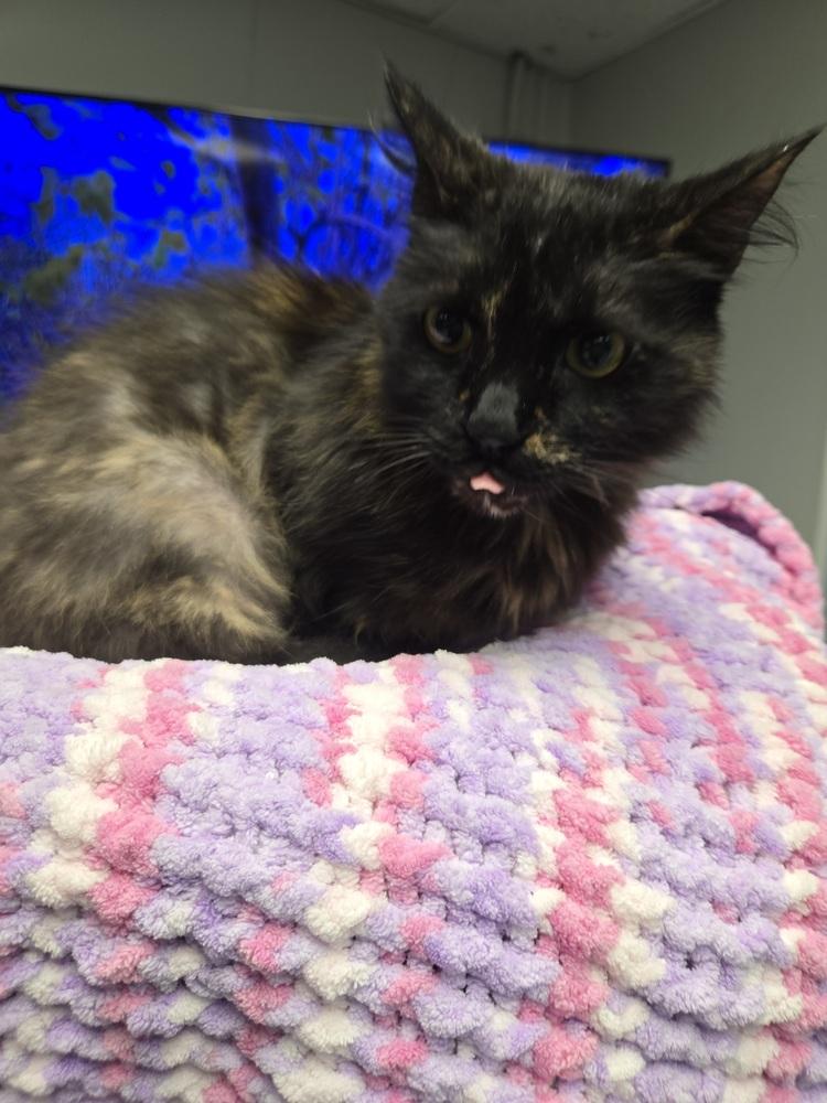 Enlarge Harriet, a Adoptable Domestic Medium Hair in Dayton, OH image 6/6