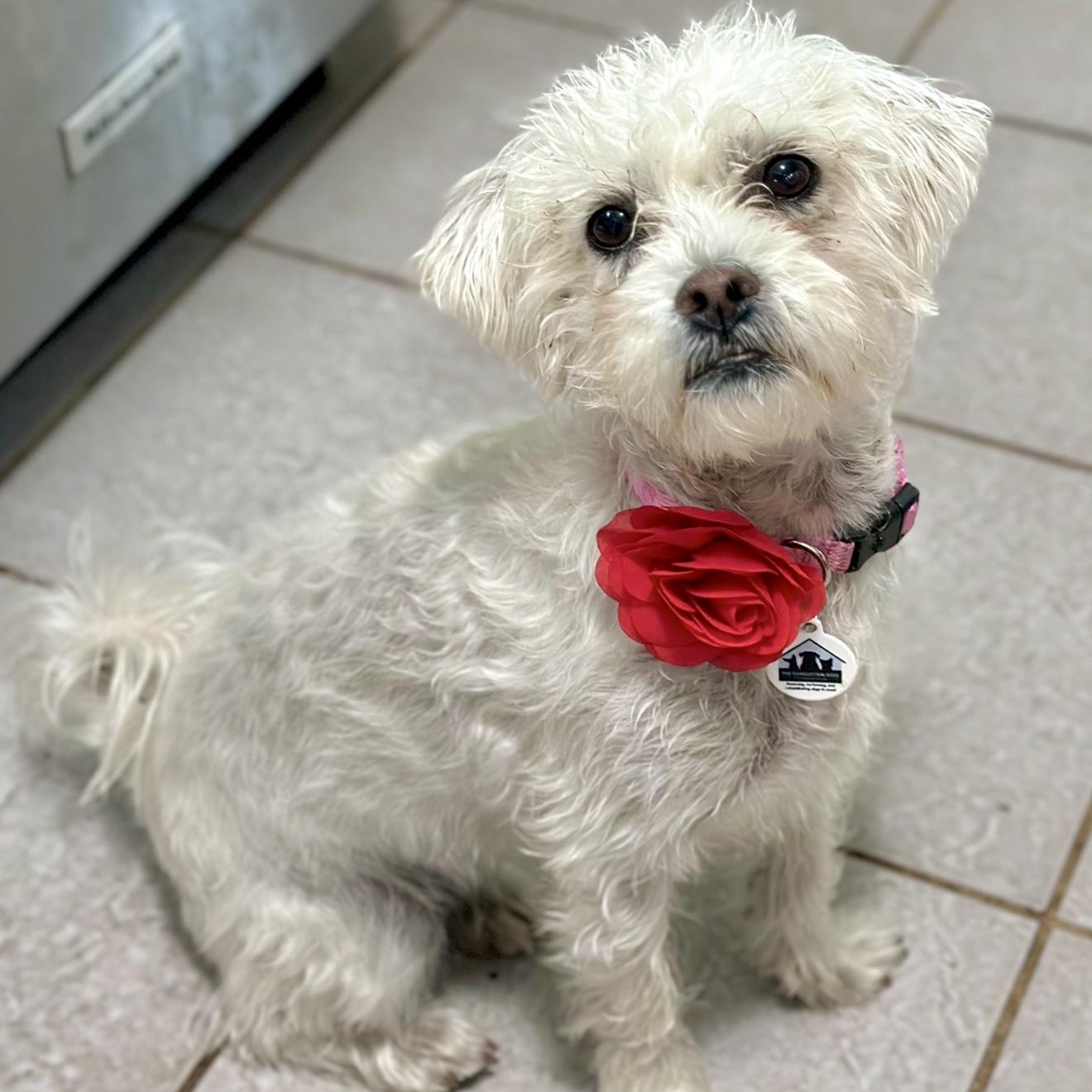 Enlarge Tali, a ADOPTABLE mixed breed in Santa Monica, CA image 2/6