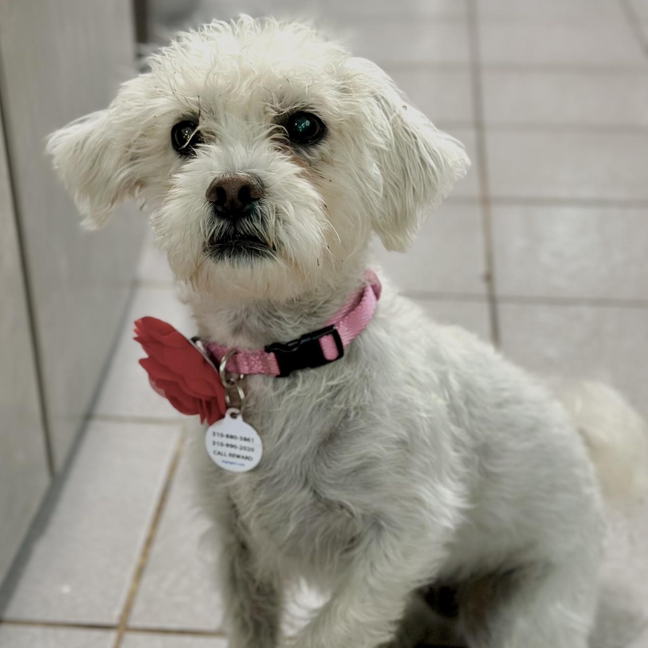 Enlarge Tali, a ADOPTABLE mixed breed in Santa Monica, CA image 3/6