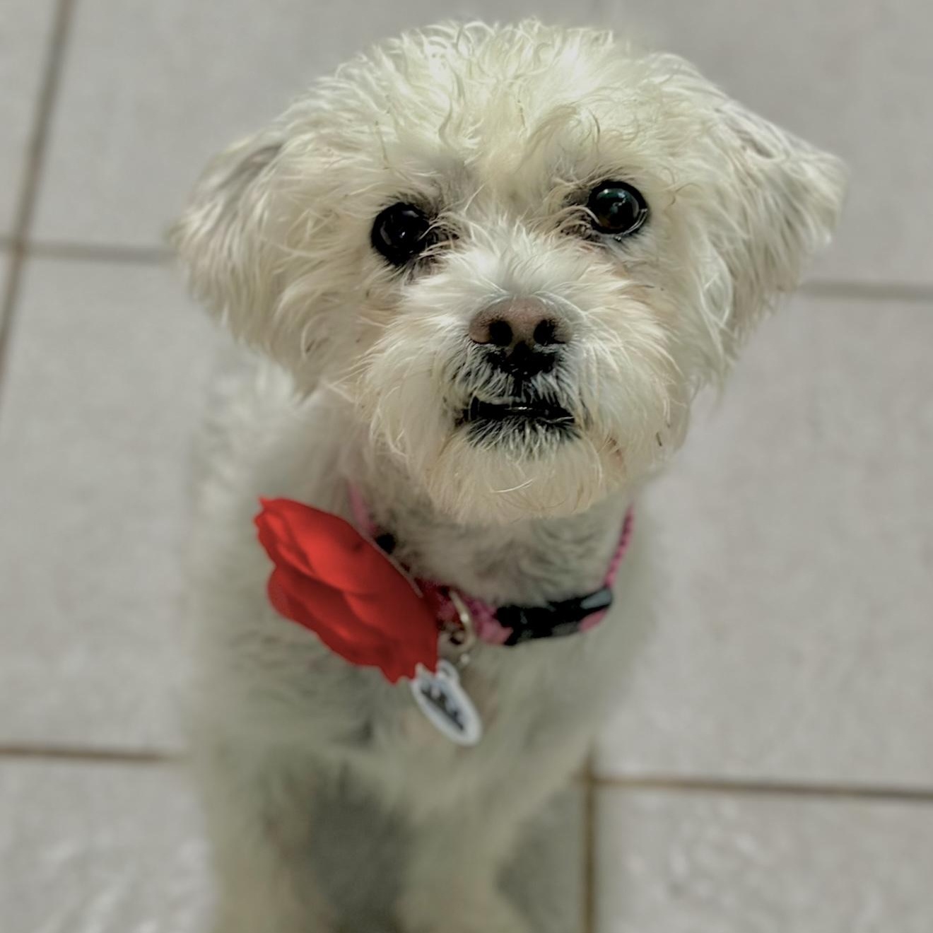 Enlarge Tali, a ADOPTABLE mixed breed in Santa Monica, CA image 4/6