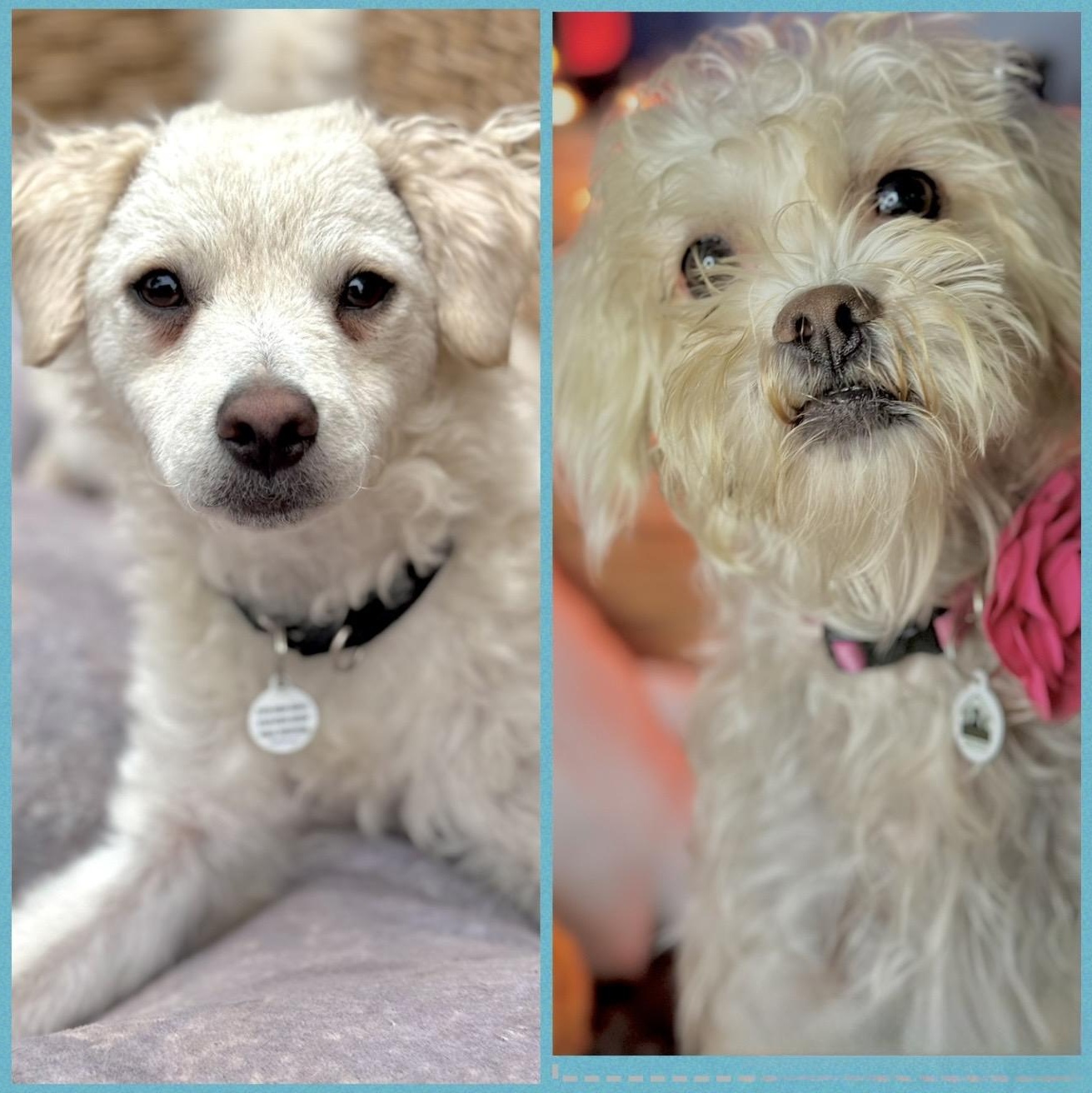 Enlarge Tali, a ADOPTABLE mixed breed in Santa Monica, CA image 5/6