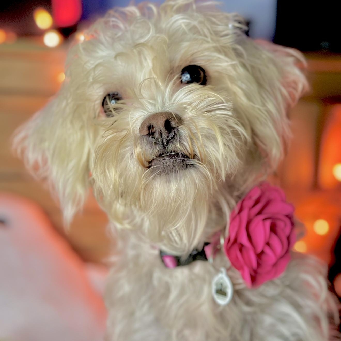 Tali, ADOPTABLE, Young Female Maltese & Poodle.