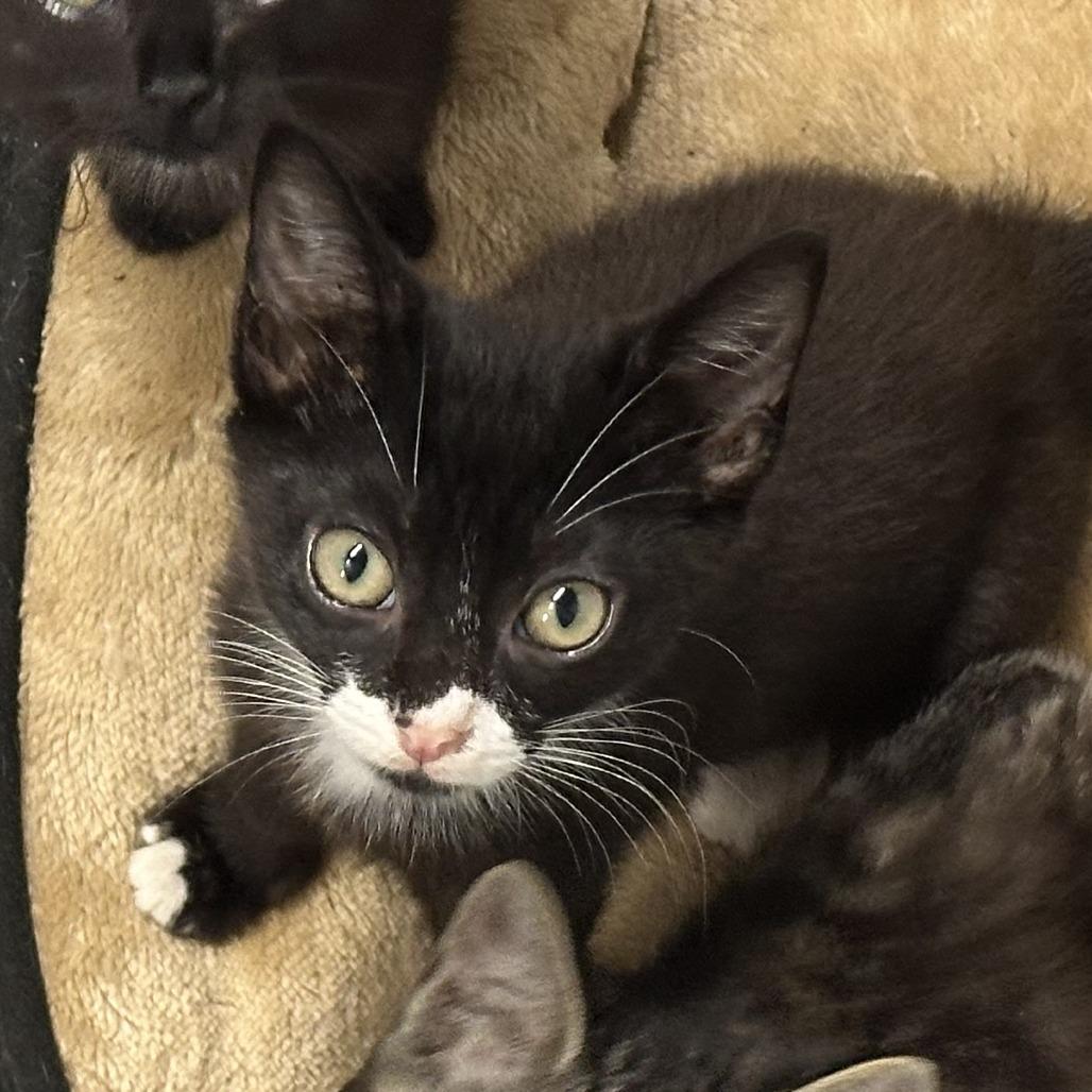 Smoke, Adoptable, Kitten Female Domestic Short Hair.