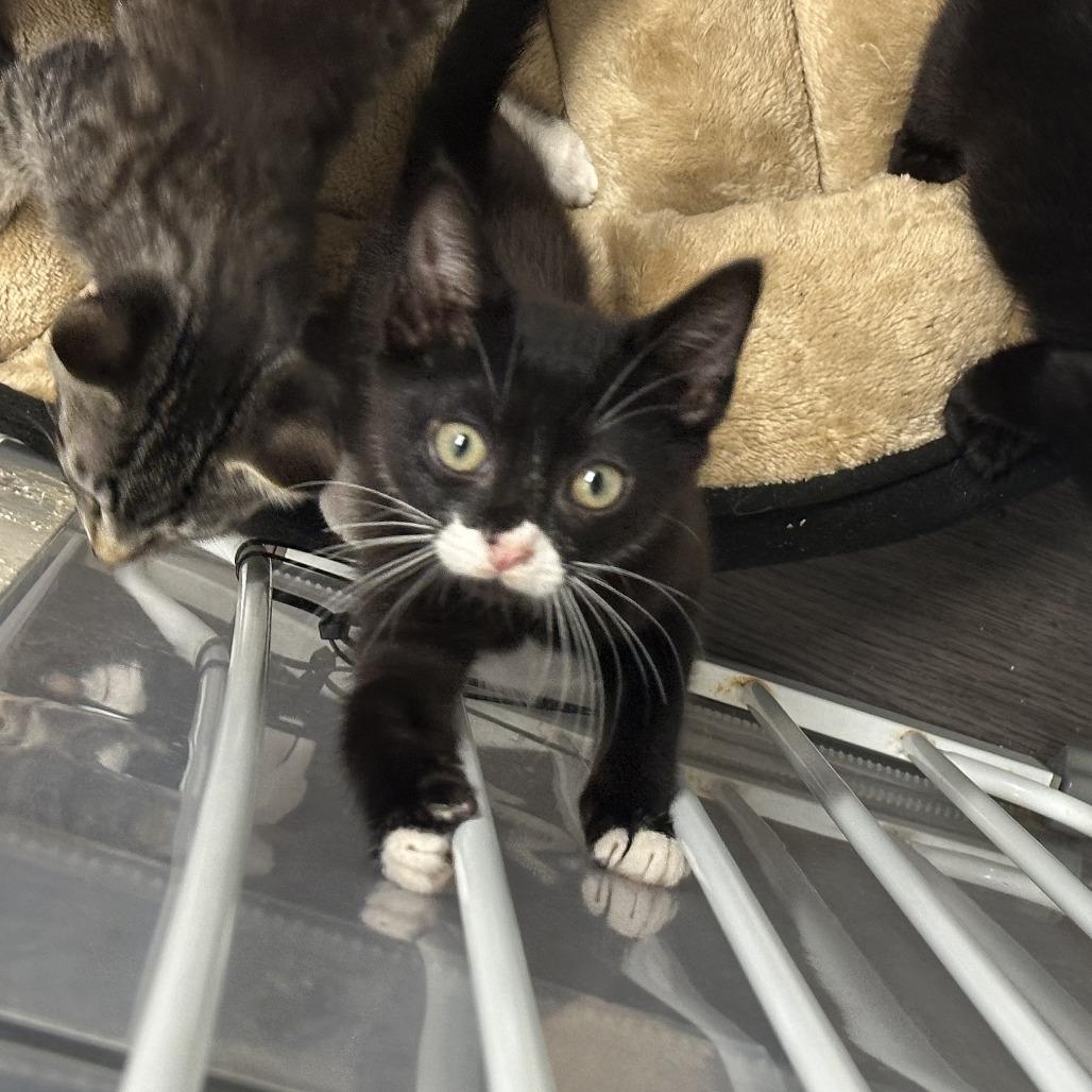 Enlarge Smoke, a Adoptable Domestic Short Hair in Opelika, AL image 2/2