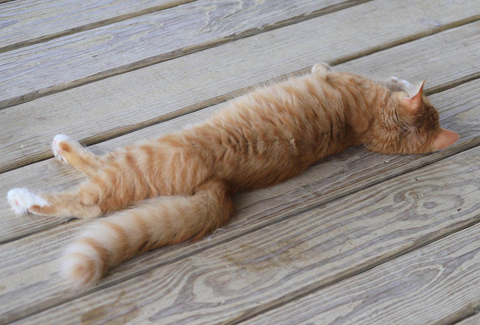Jasper, an adopted Domestic Medium Hair in North Fort Myers, FL image 2/3