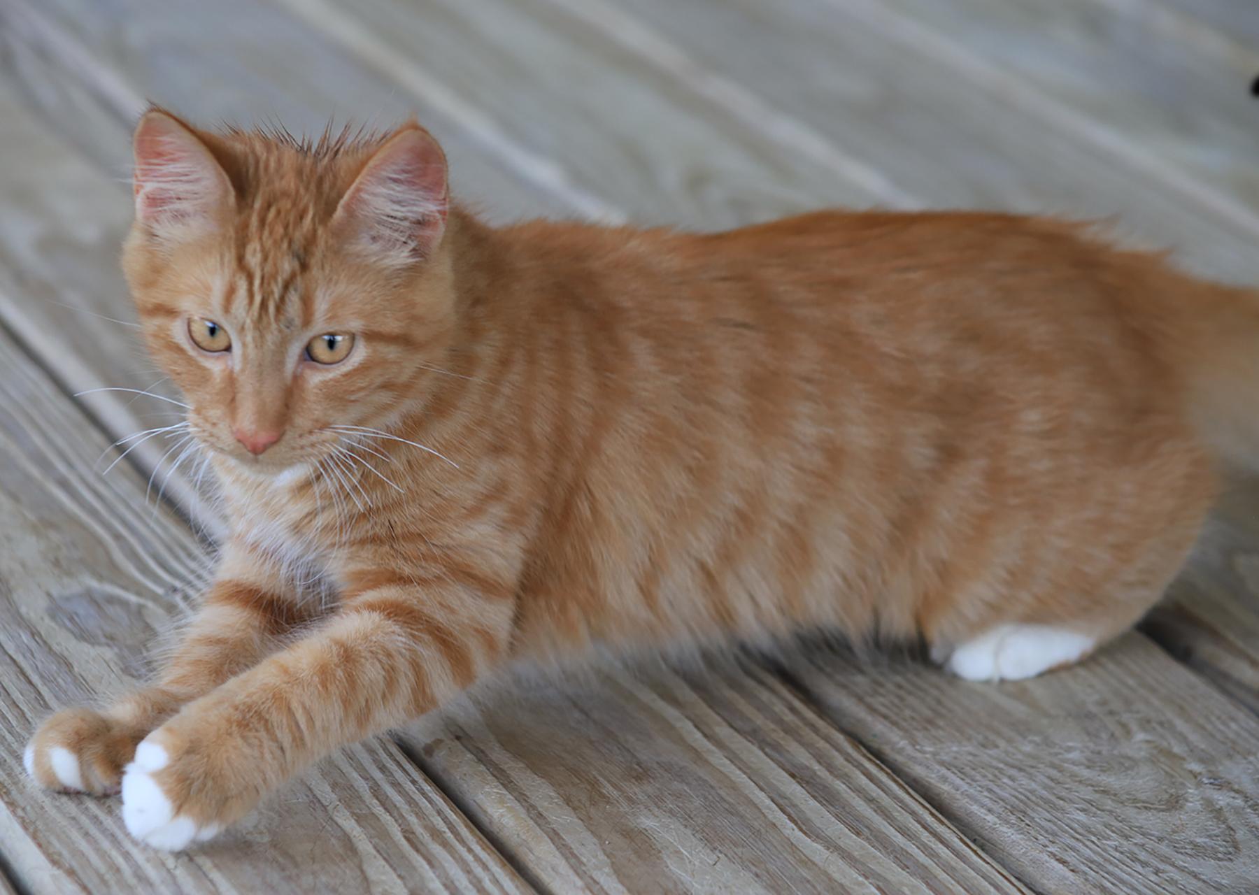 Jasper, an adopted Domestic Medium Hair in North Fort Myers, FL image 3/3