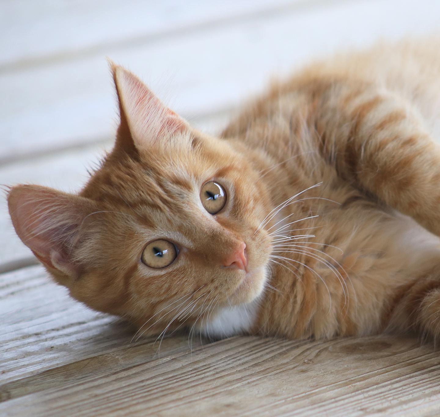 Jasper, adopted, Kitten Male Domestic Medium Hair.
