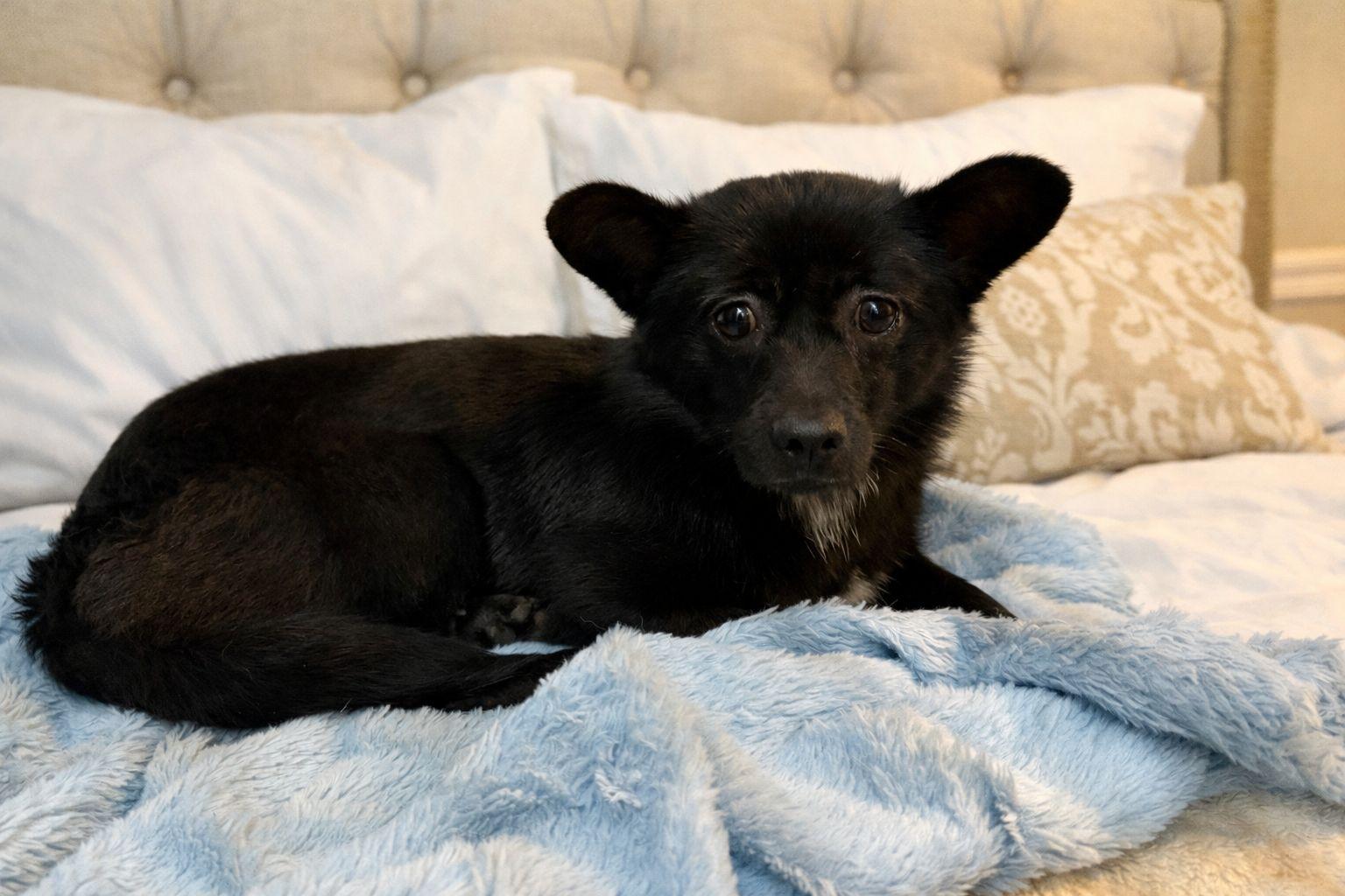 Enlarge Mini (Hazel), an adopted Mixed Breed in Markham, ON image 1/2