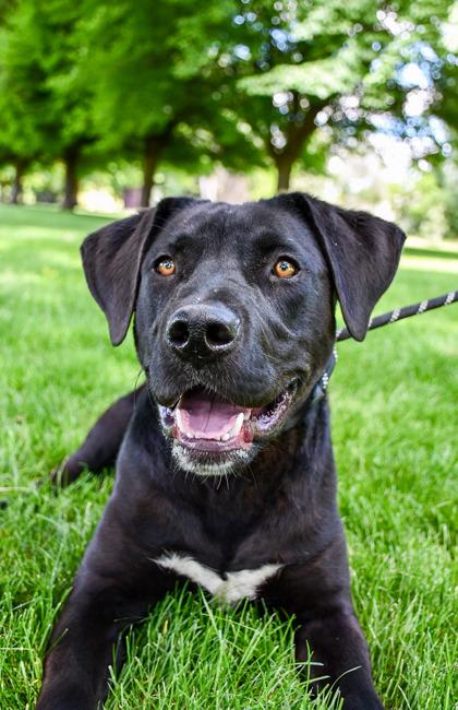 Fargo, Adoptable, Adult Male Labrador Retriever & Rottweiler.