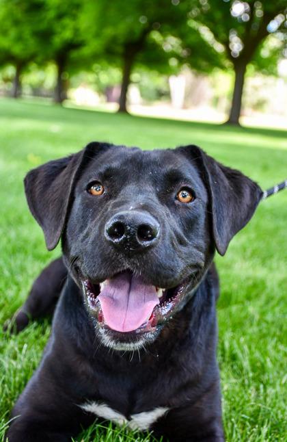 Enlarge Fargo, a Adoptable mixed breed in Yakima, WA image 2/3