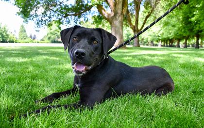 Enlarge Fargo, a Adoptable mixed breed in Yakima, WA image 3/3