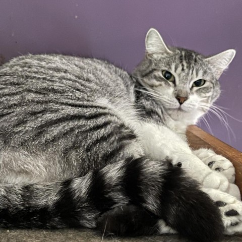 Silvie, Adoptable, Adult Female Domestic Short Hair.