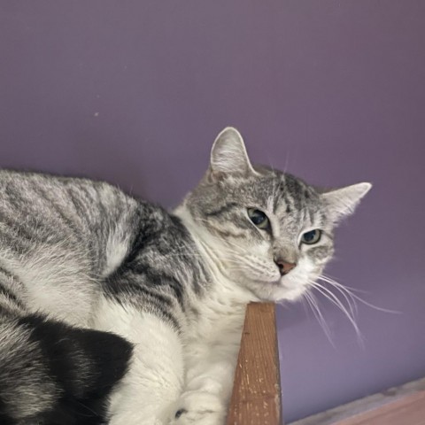 Silvie, a Adoptable Domestic Short Hair in Davie, FL image 2/2
