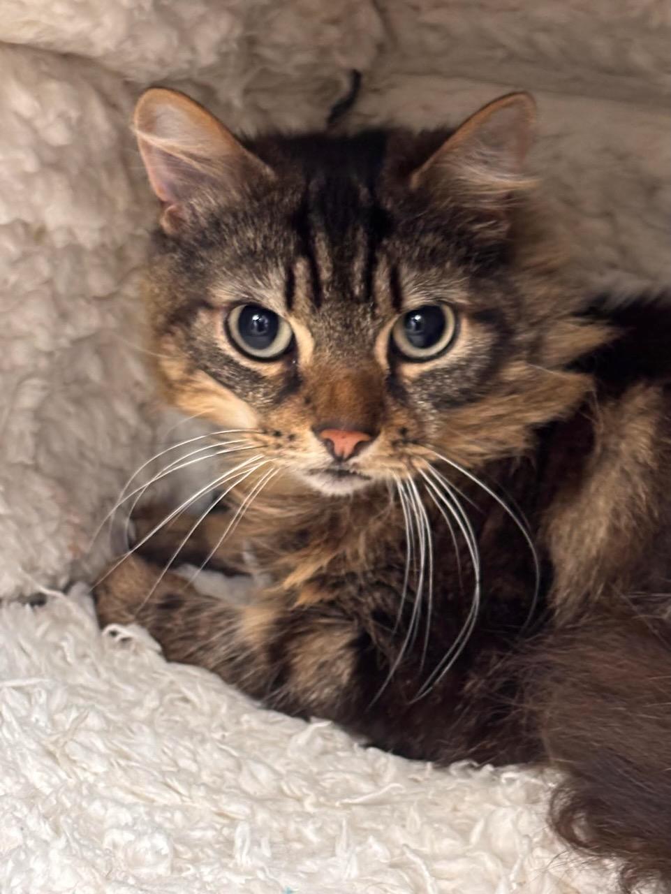 Petty, ADOPTABLE, Adult Male Domestic Long Hair.