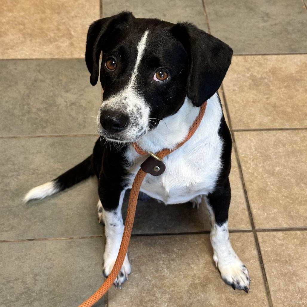 Woody, Adoptable, Adult Male Mixed Breed.