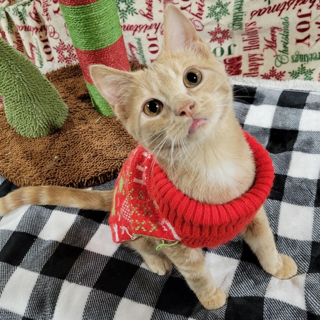 Stanley, Adoptable, Young Male Domestic Short Hair.