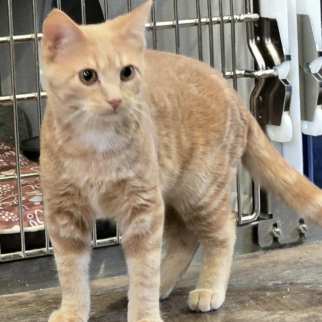 Stanley, a Adoptable Domestic Short Hair in Park Falls, WI image 2/5