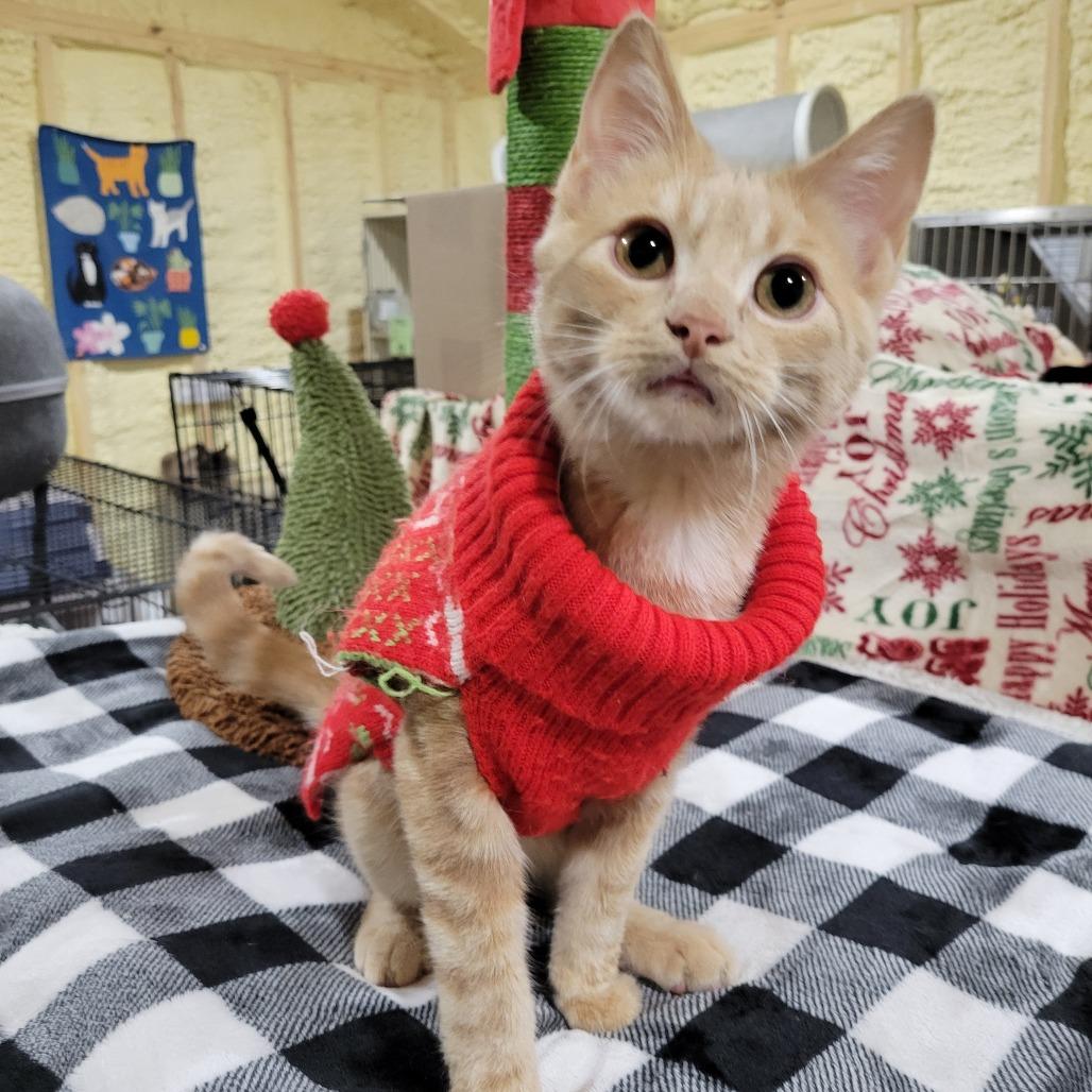 Stanley, a Adoptable Domestic Short Hair in Park Falls, WI image 2/4