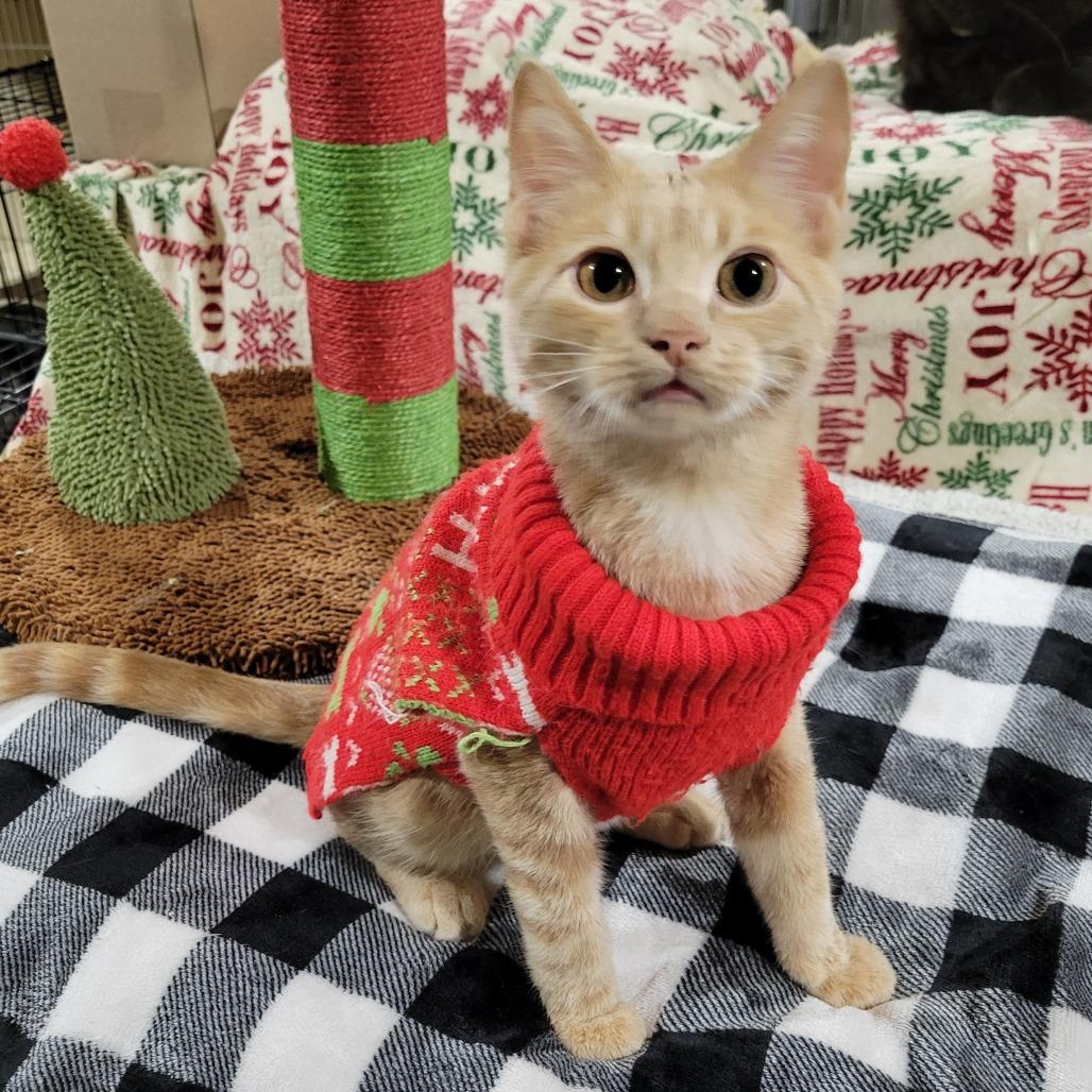 Stanley, a Adoptable Domestic Short Hair in Park Falls, WI image 3/4