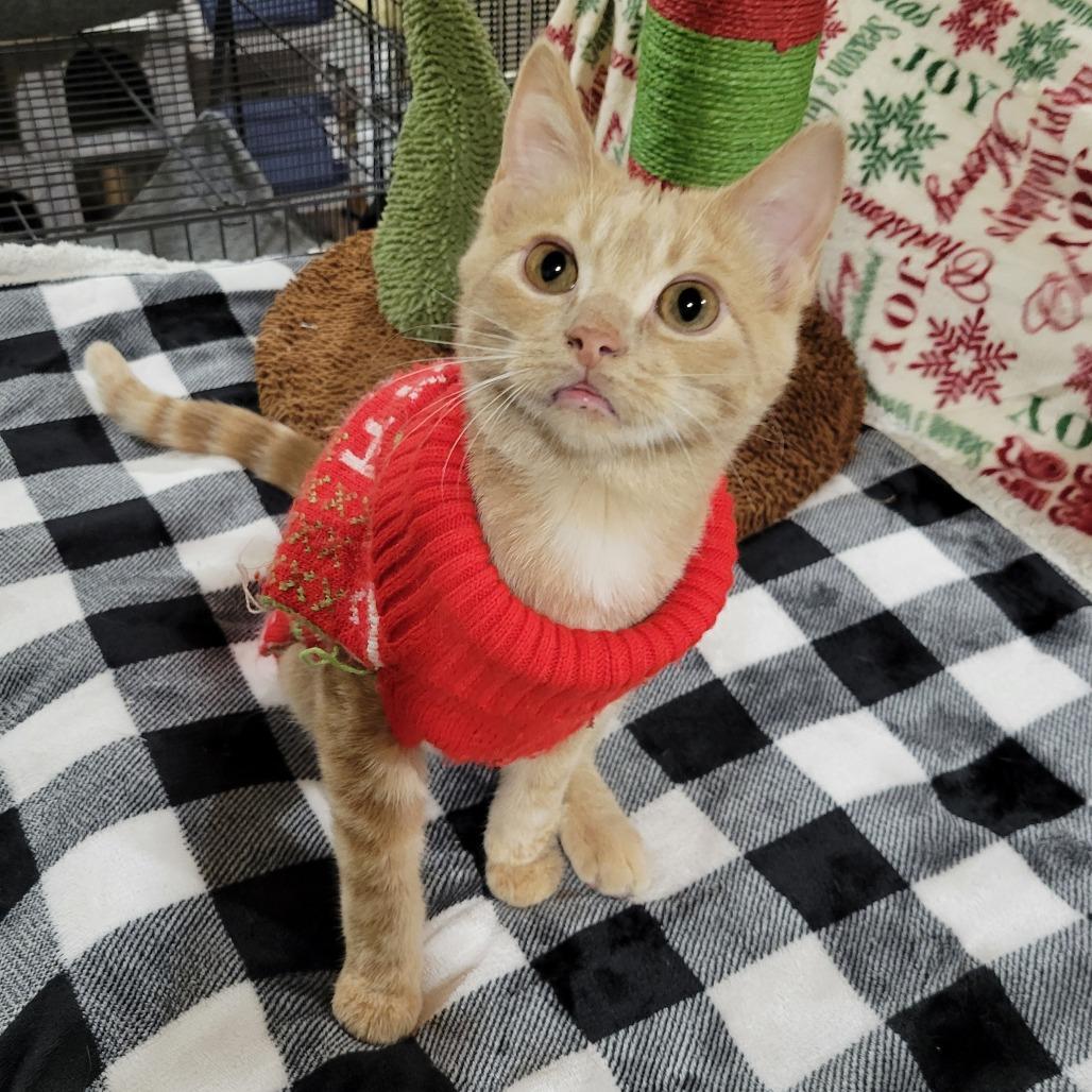 Stanley, a Adoptable Domestic Short Hair in Park Falls, WI image 4/4