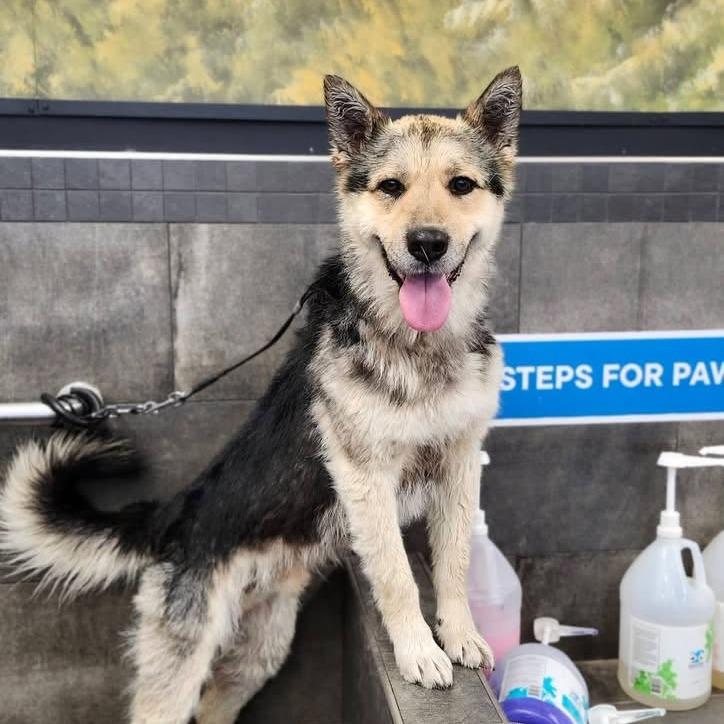 Durango, Adoptable, Adult Male Shepherd & Husky.
