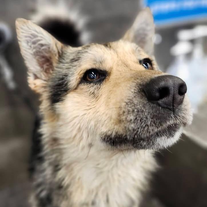 Enlarge Durango, a Adoptable mixed breed in Meadow Lake, SK image 2/4