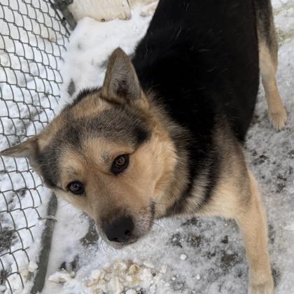 Enlarge Durango, a Adoptable mixed breed in Meadow Lake, SK image 3/4
