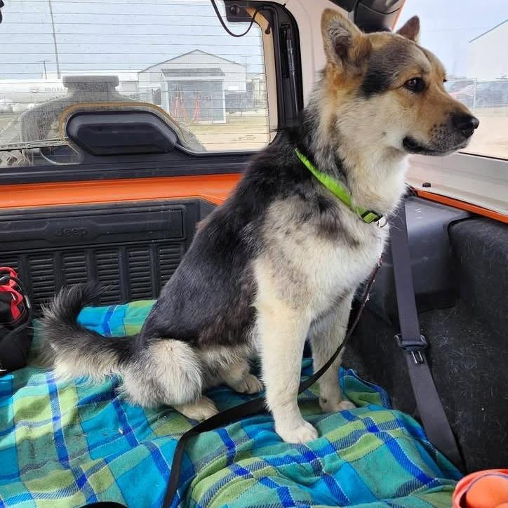 Enlarge Durango, a Adoptable mixed breed in Meadow Lake, SK image 4/4