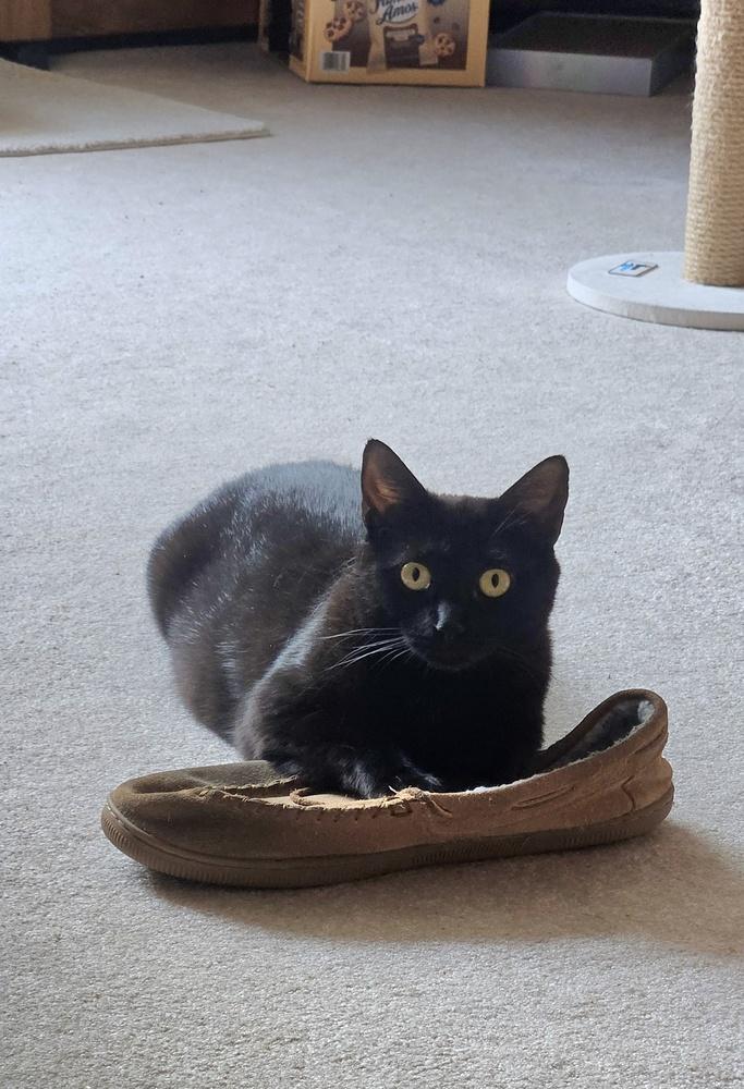 Enlarge Minnie, a Adoptable mixed breed in Pittstown, NJ image 1/6