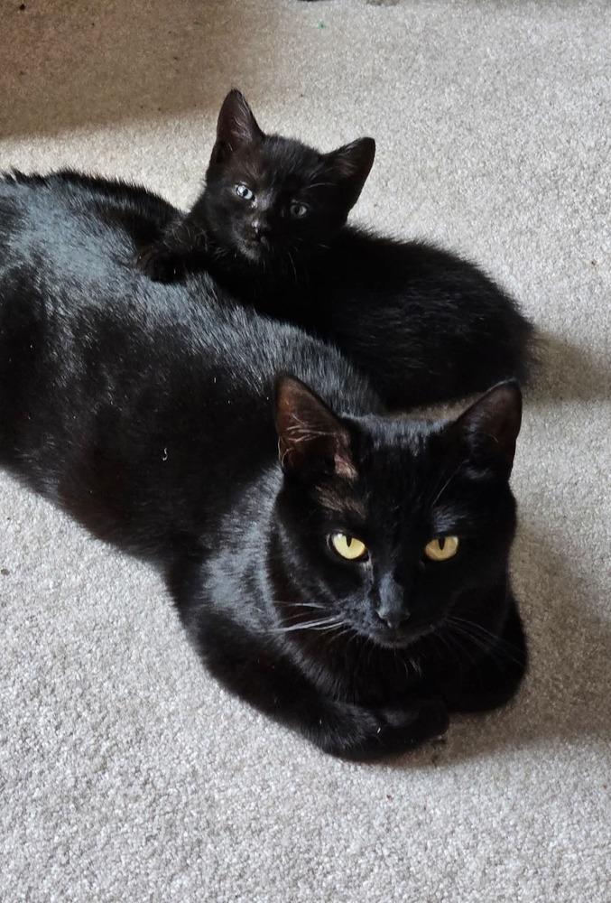 Enlarge Minnie, a Adoptable mixed breed in Pittstown, NJ image 4/6